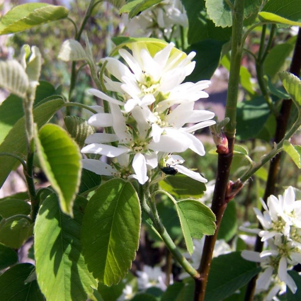 Amelanchier alnifolia Obelisk - Erlenblättrige Felsenbirne