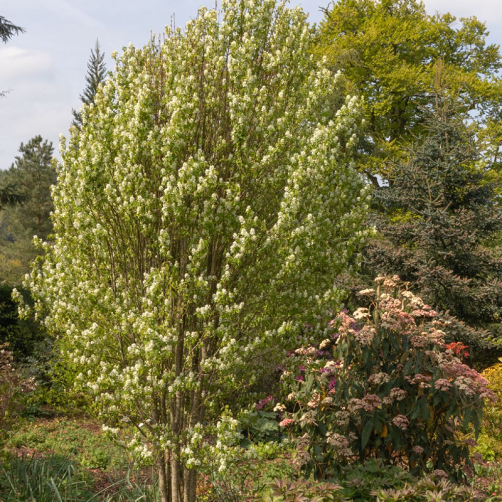 Amelanchier alnifolia Obelisk - Erlenblättrige Felsenbirne