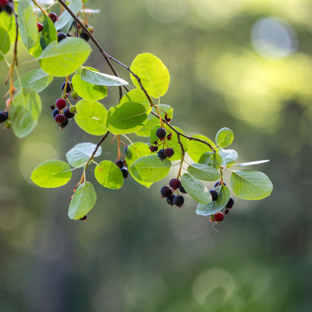 Erlenblättrige Felsenbirne Saskatoon Berry - Amelanchier alnifolia