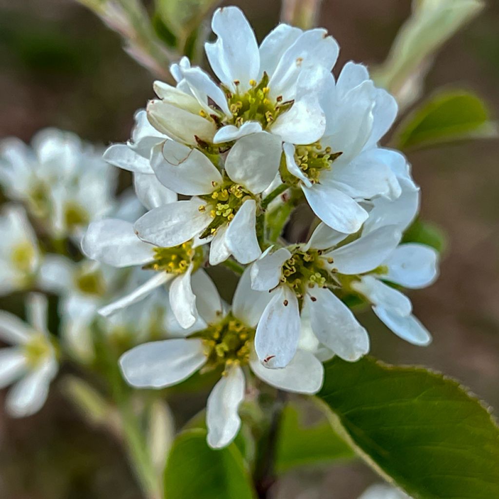 Erlenblättrige Felsenbirne Saskatoon Berry - Amelanchier alnifolia