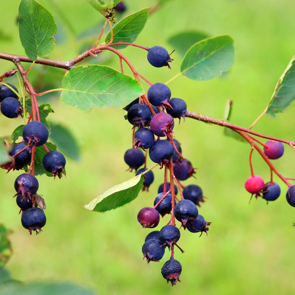 Erlenblättrige Felsenbirne Saskatoon Berry - Amelanchier alnifolia