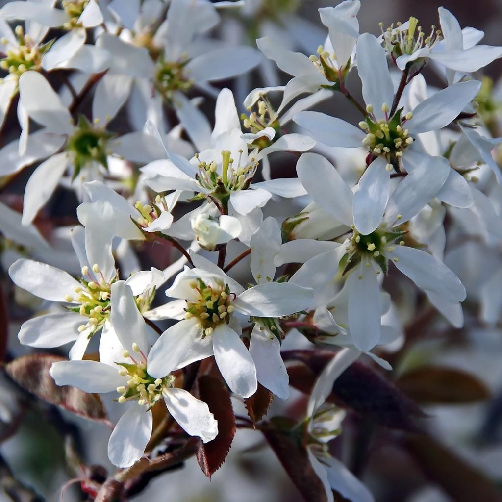 Amelanchier canadensis - Kanadische Felsenbirne