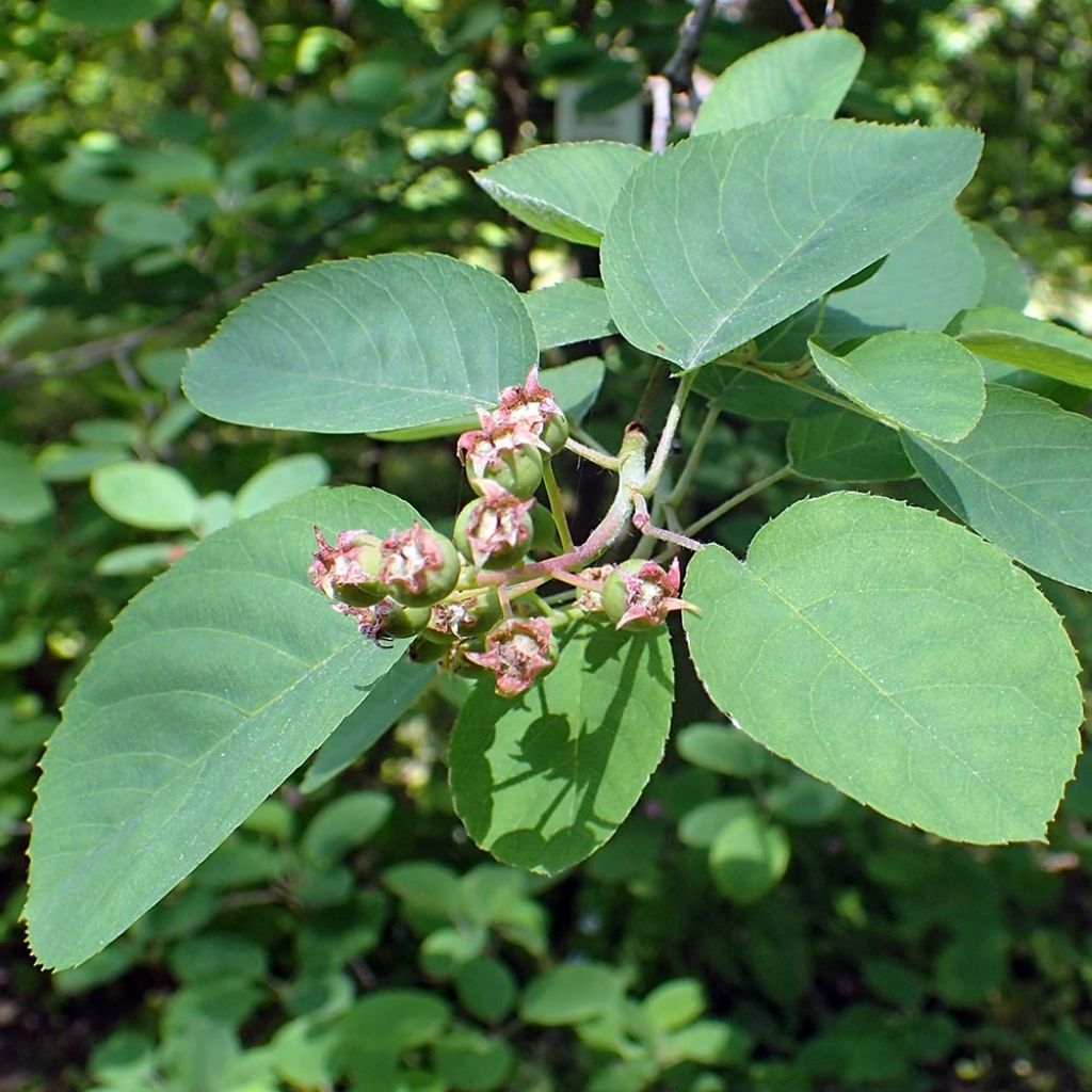 Amelanchier canadensis - Kanadische Felsenbirne