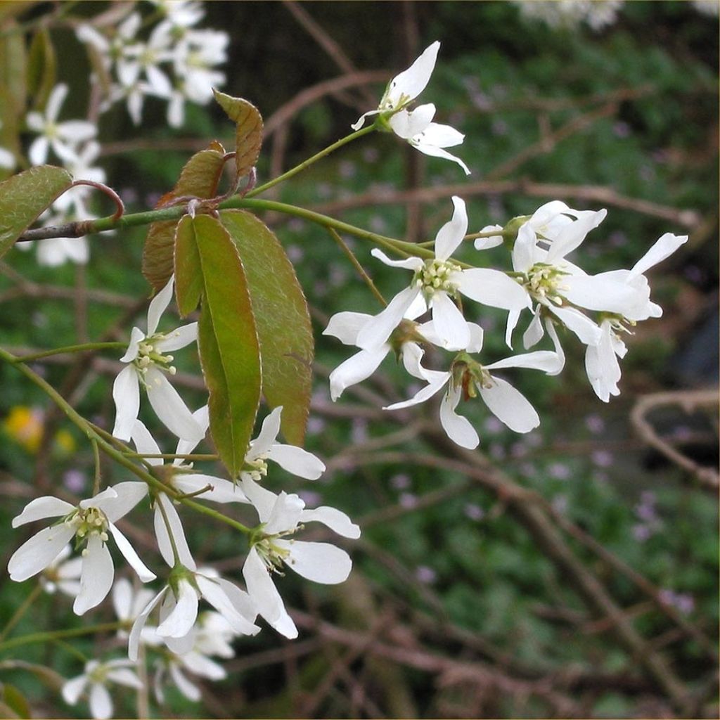 Amelanchier canadensis - Kanadische Felsenbirne