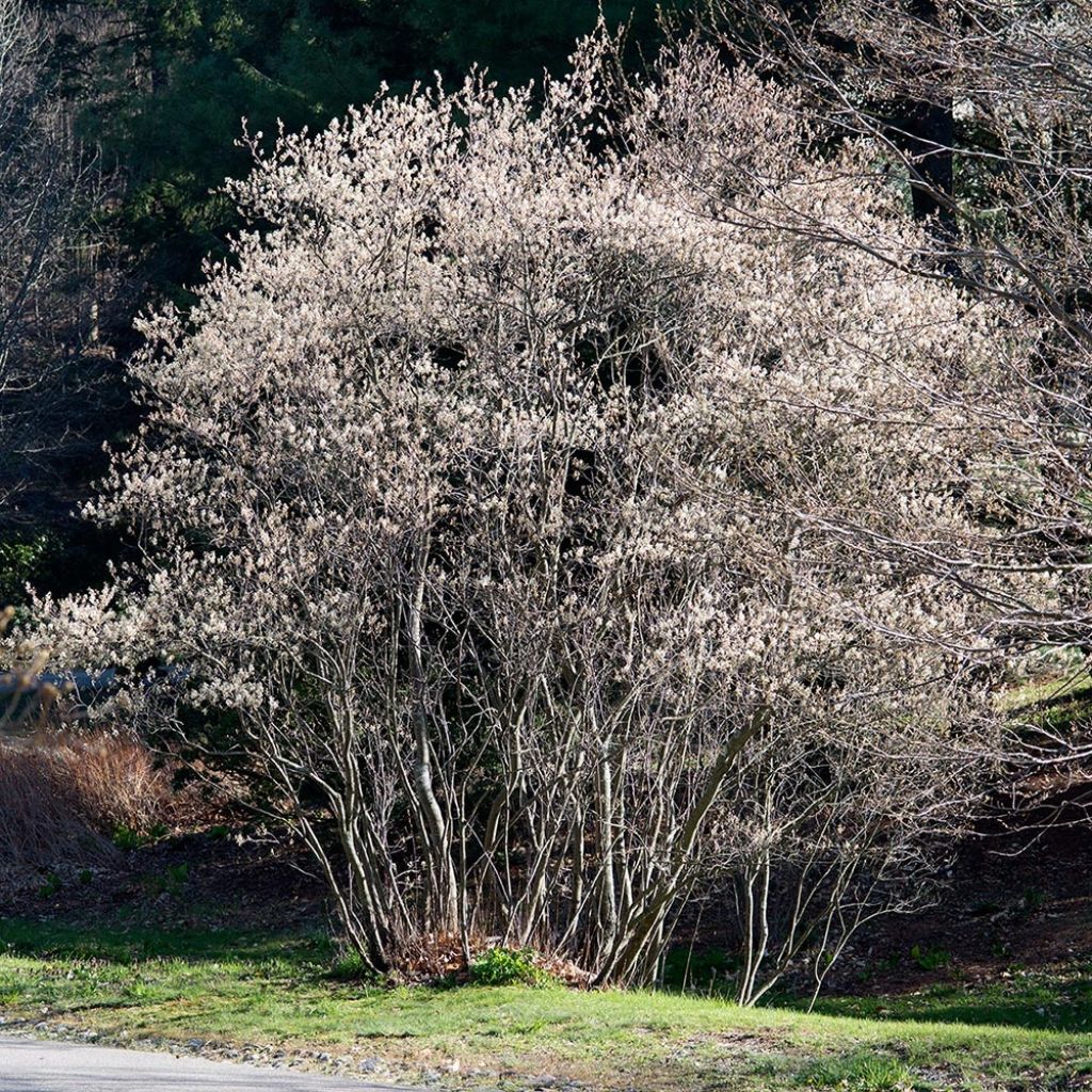 Amelanchier canadensis - Kanadische Felsenbirne