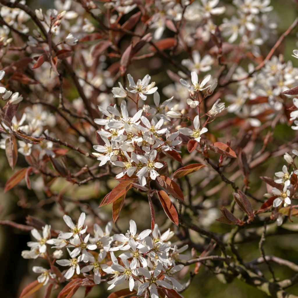 Amelanchier canadensis - Kanadische Felsenbirne