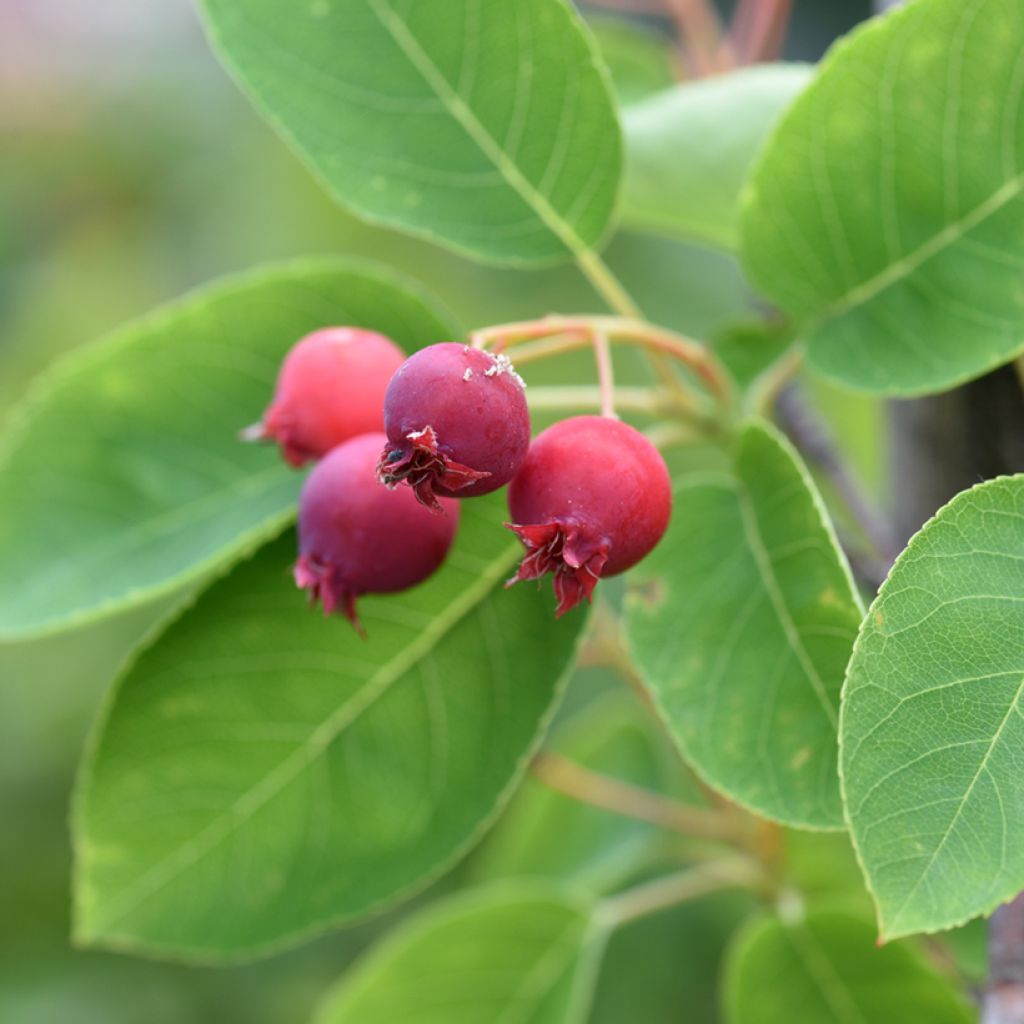 Amelanchier canadensis - Kanadische Felsenbirne