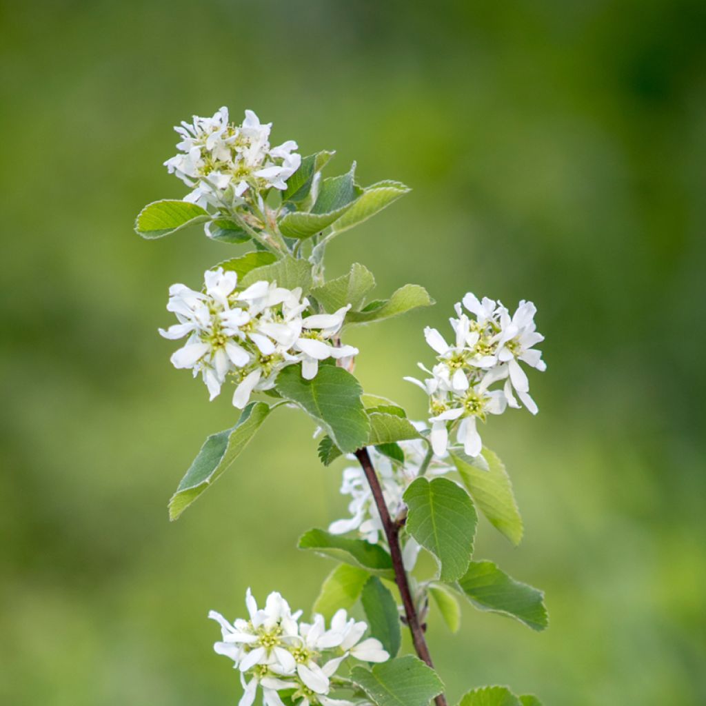 Amelanchier canadensis - Kanadische Felsenbirne