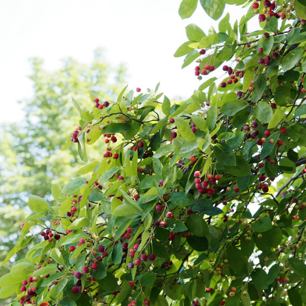 Amelanchier canadensis - Kanadische Felsenbirne