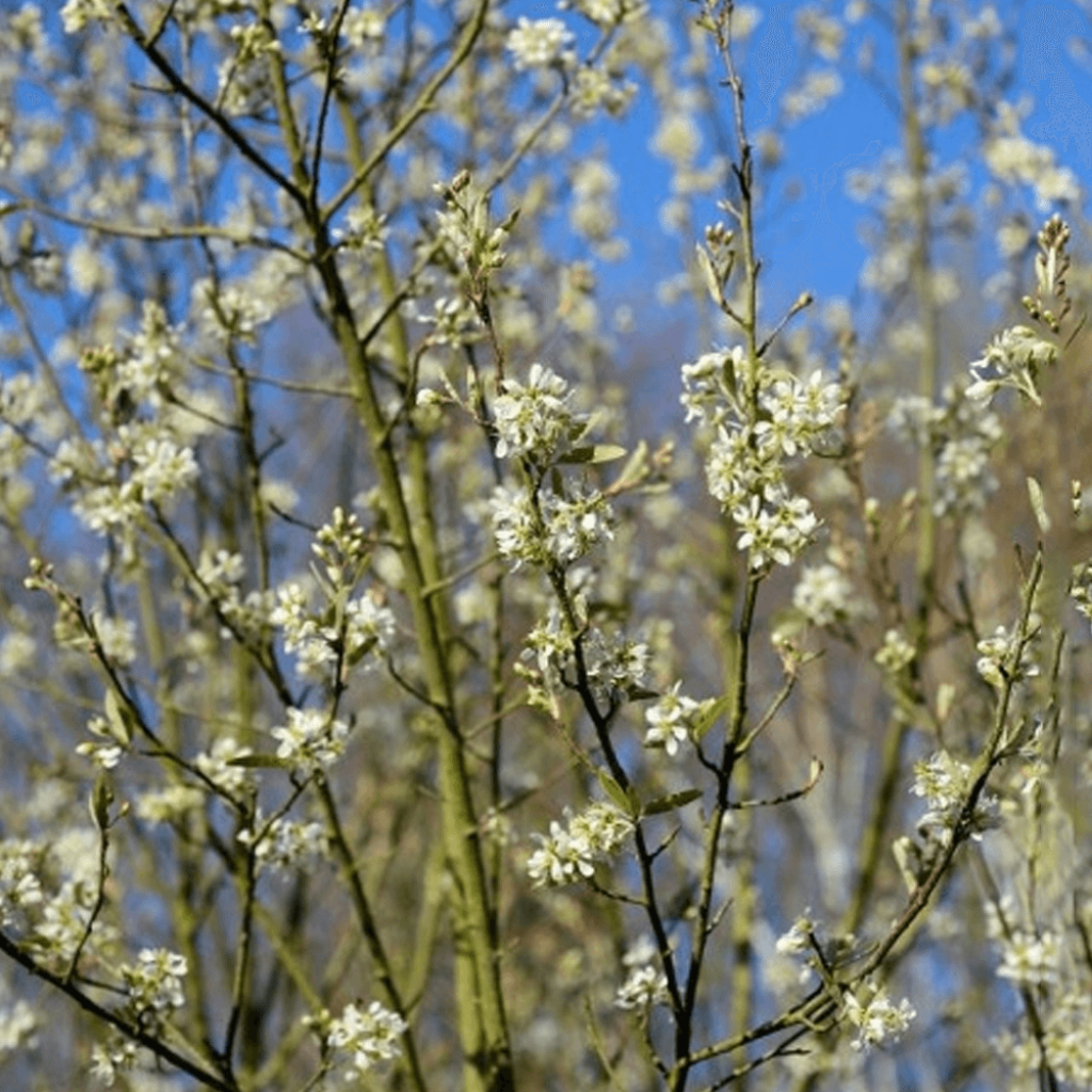 Amelanchier canadensis October Flame - Kanadische Felsenbirne