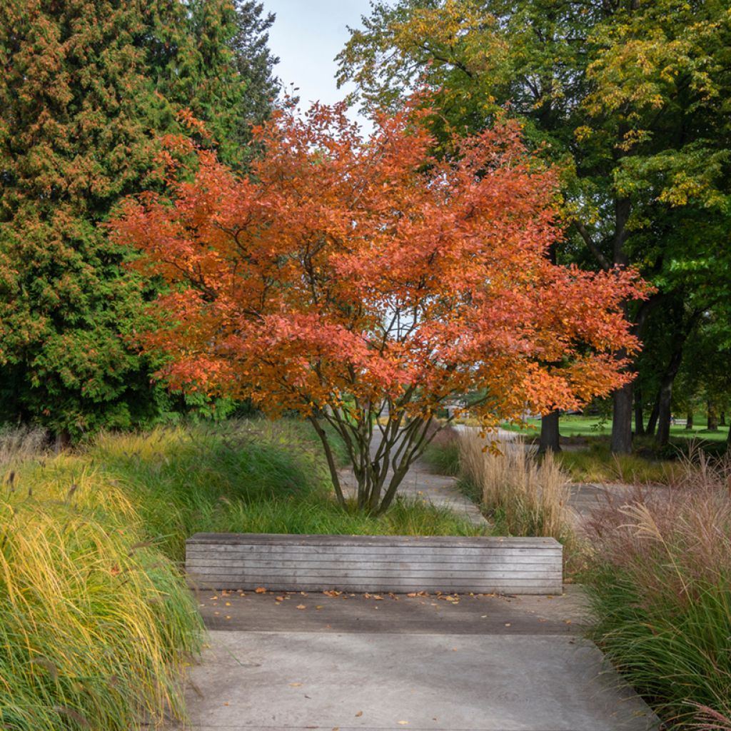 Amelanchier canadensis October Flame - Kanadische Felsenbirne