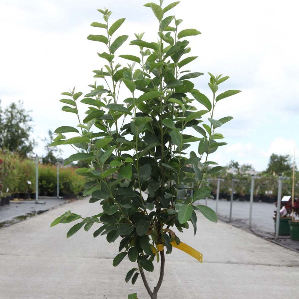 Amelanchier canadensis Rainbow Pillar - Kanadische Felsenbirne