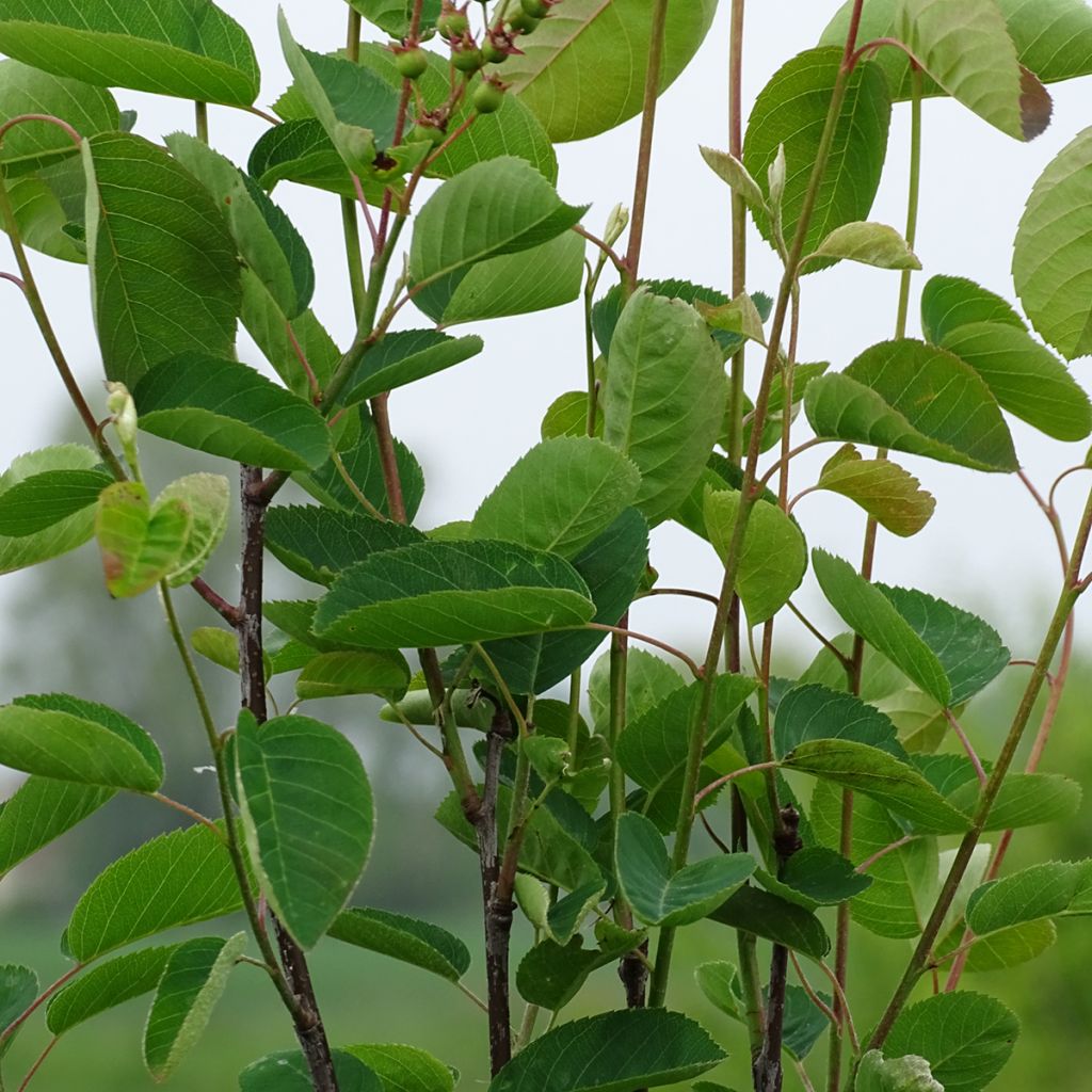 Amelanchier spicata - Ährige Felsenbirne