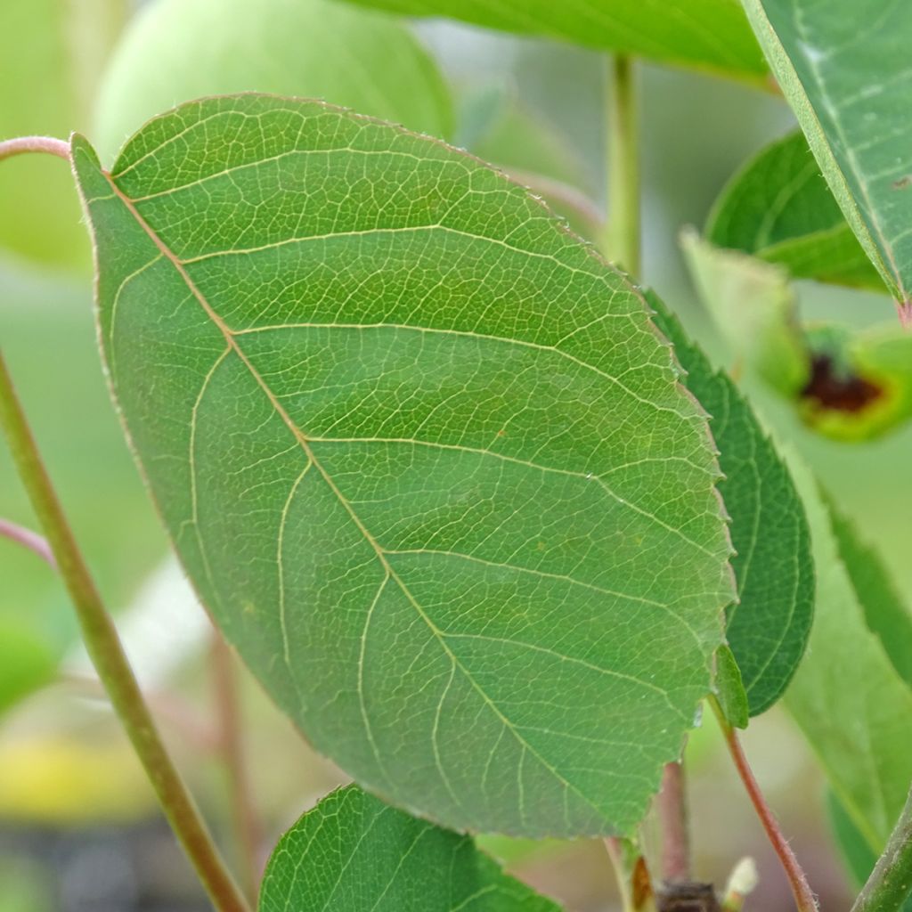 Amelanchier spicata - Ährige Felsenbirne