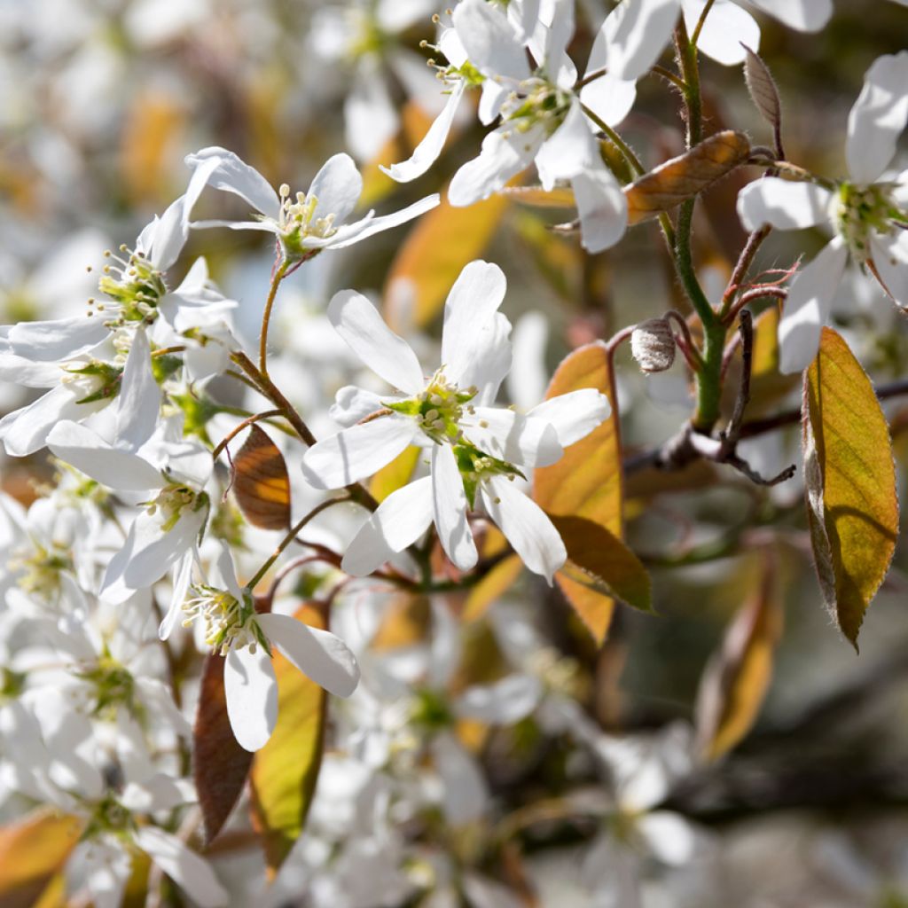 Amelanchier spicata - Ährige Felsenbirne