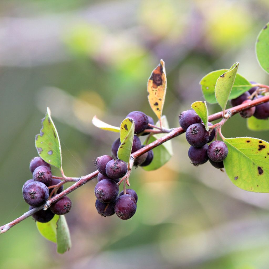 Amelanchier spicata - Ährige Felsenbirne