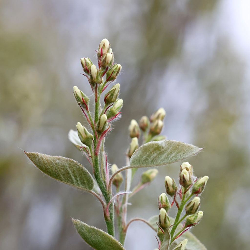 Amelanchier spicata - Ährige Felsenbirne