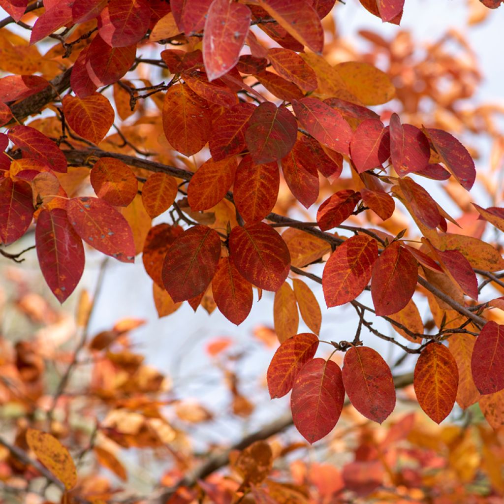 Amelanchier lamarckii - Kanadische Felsenbirne