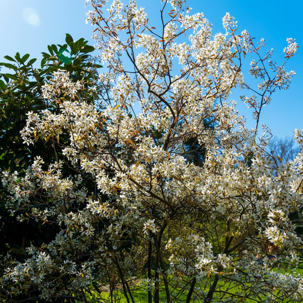 Amelanchier lamarckii - Kanadische Felsenbirne