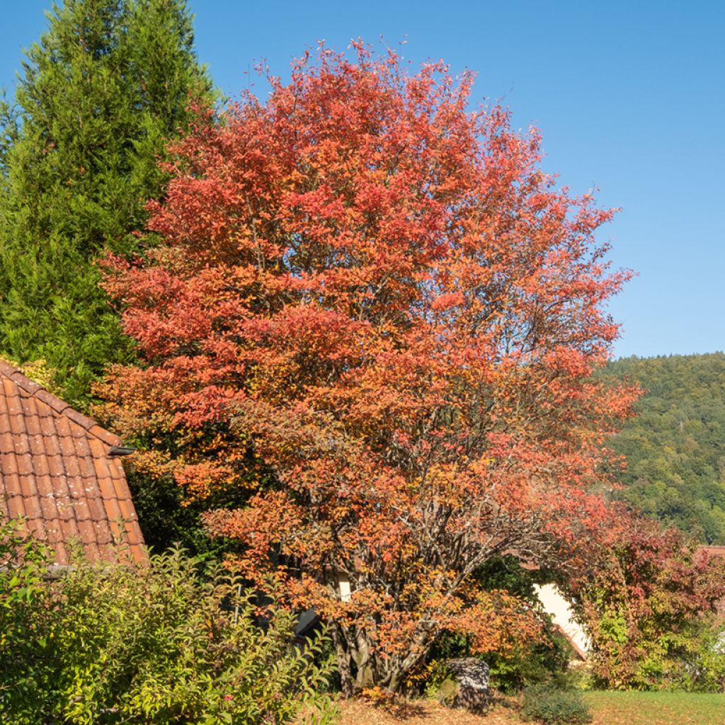 Amelanchier lamarckii - Kanadische Felsenbirne