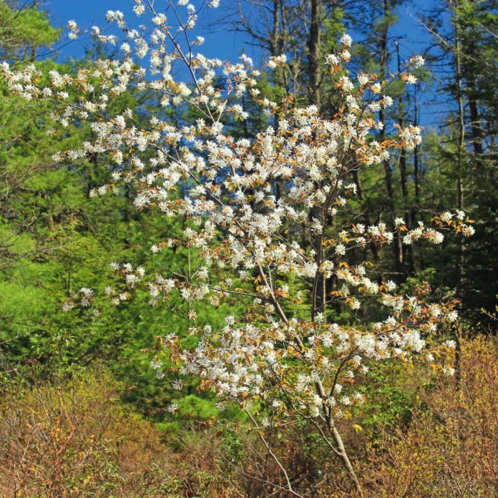 Amelanchier spicata - Ährige Felsenbirne