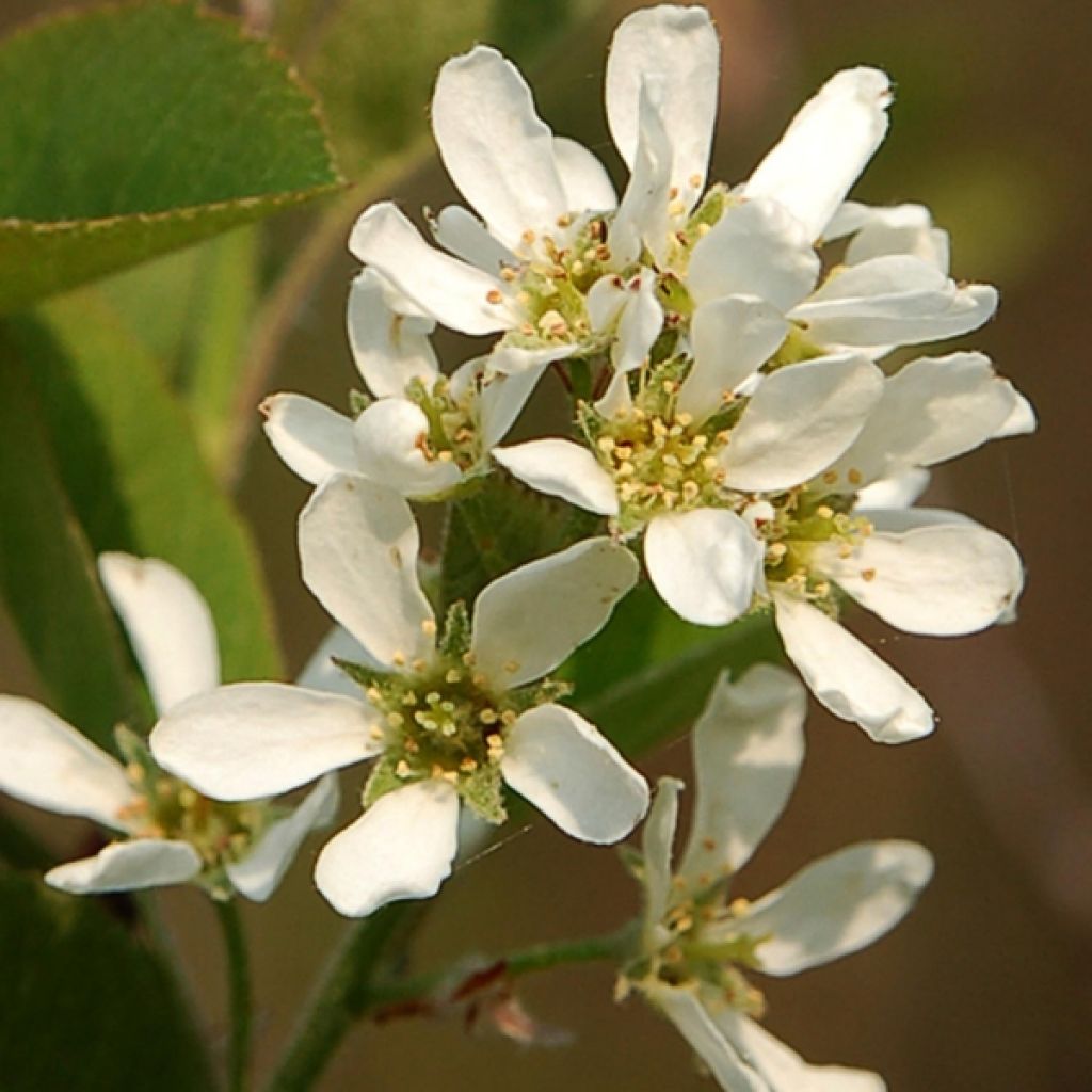 Amelanchier spicata - Ährige Felsenbirne