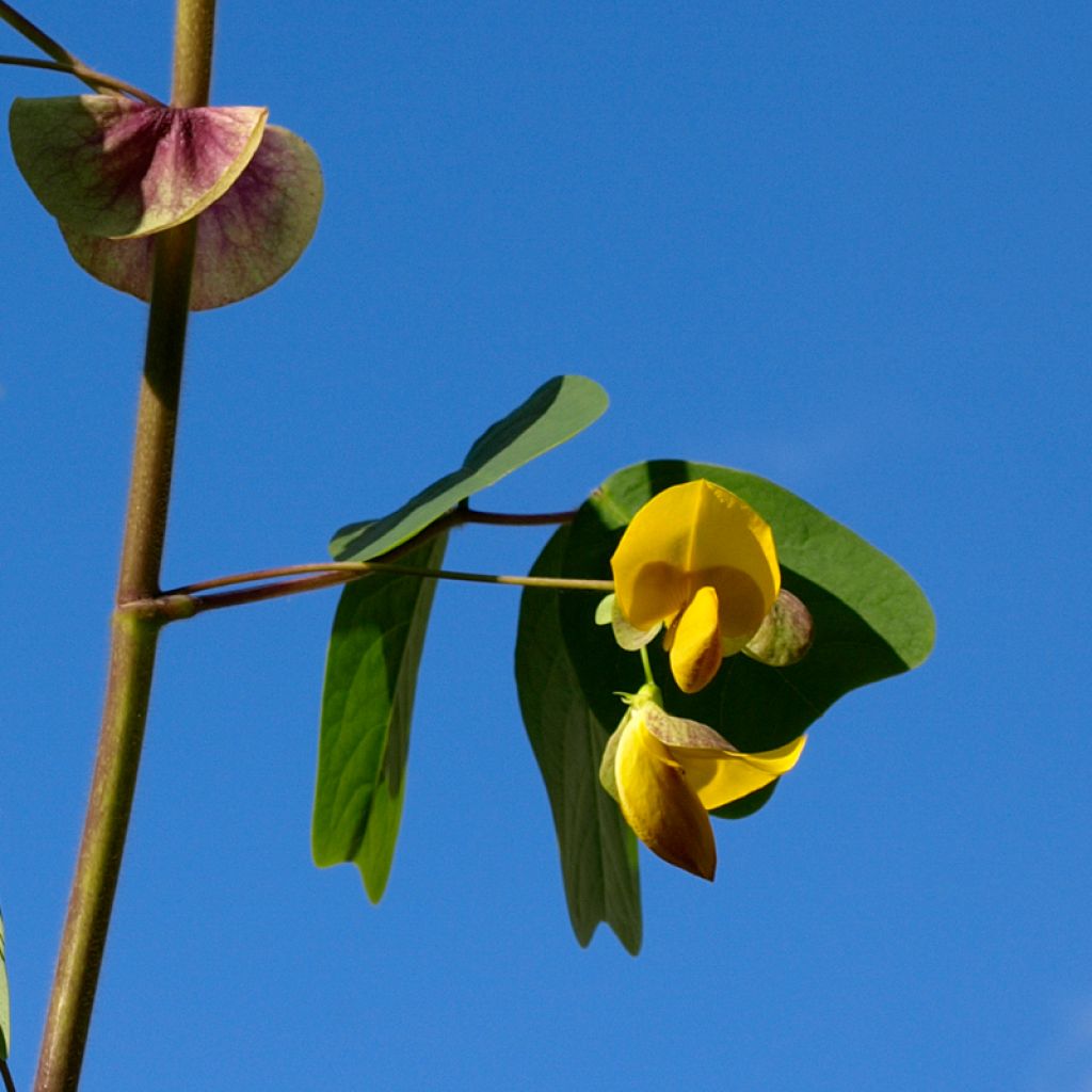 Amicia zygomeris - Jochblättrige Amicia