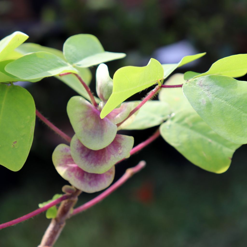 Amicia zygomeris - Jochblättrige Amicia