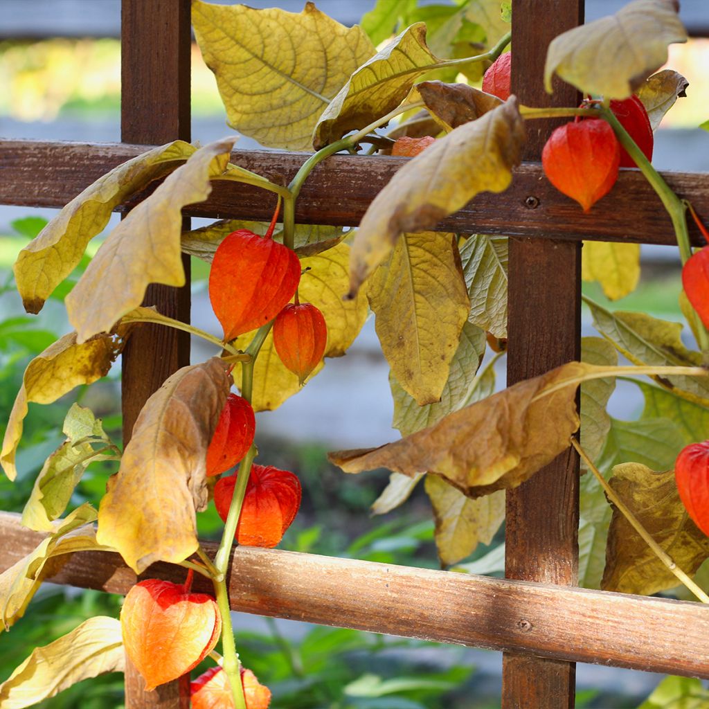 Amour en cage - Physalis franchetii