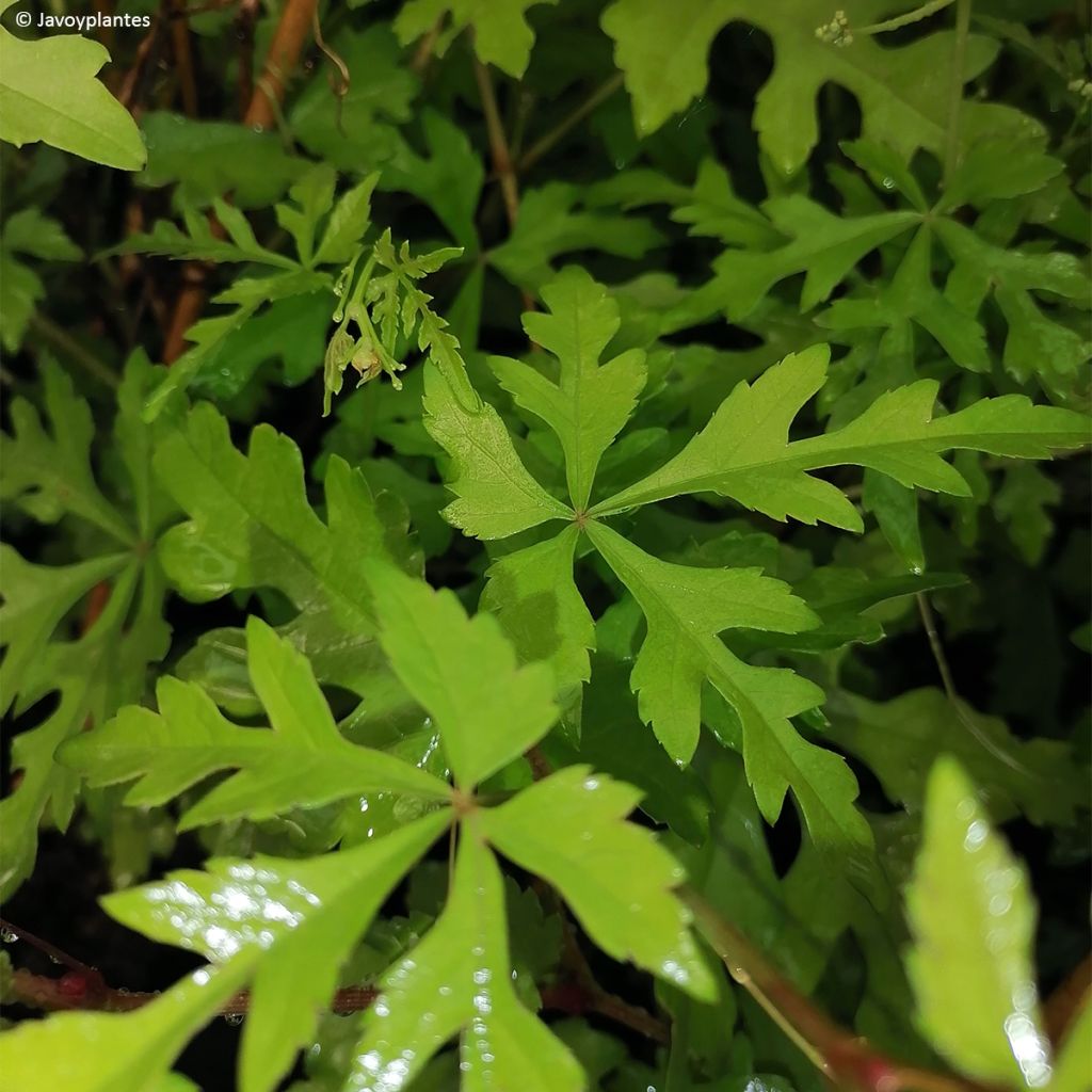 Ampelopsis aconitifolia - Vigne vierge à feuilles d'aconit