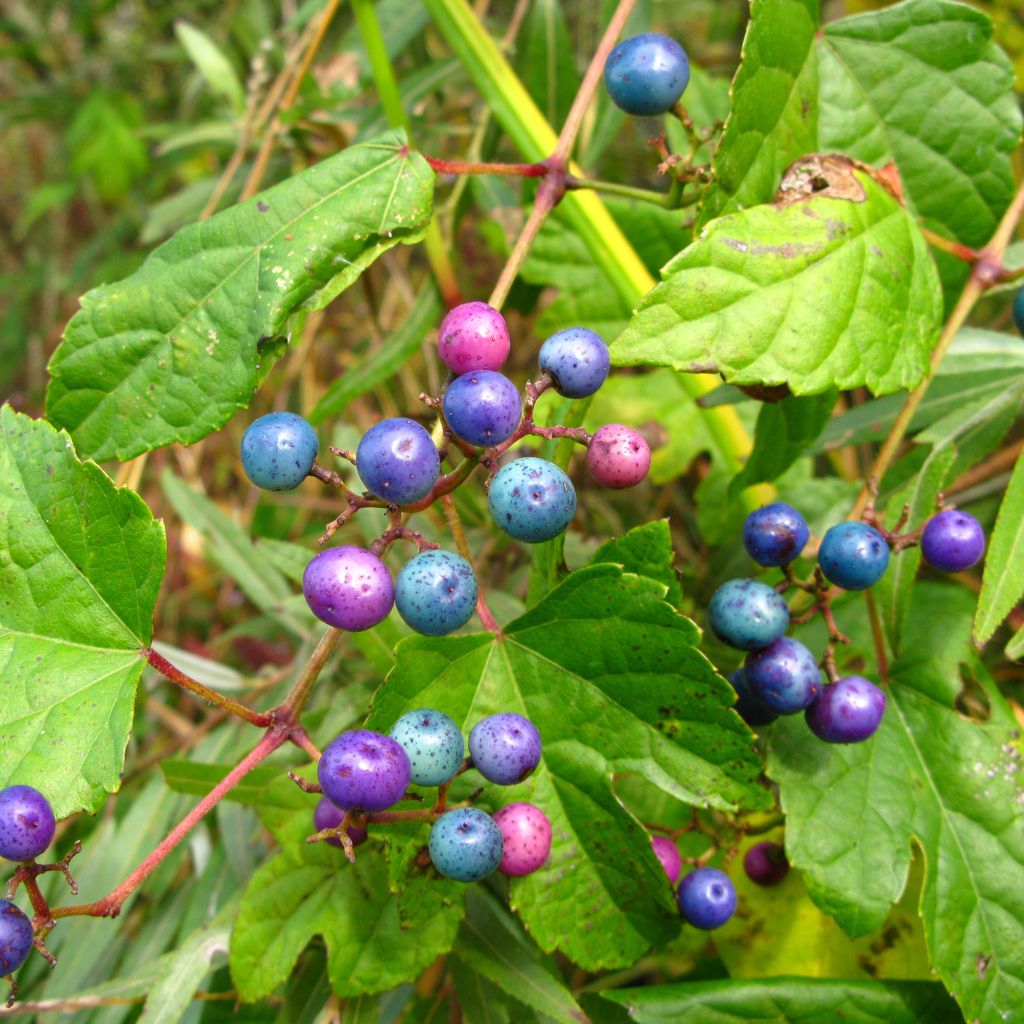 Ampelopsis glandulosa var. maximowiczii - Ussuri-Scheinrebe