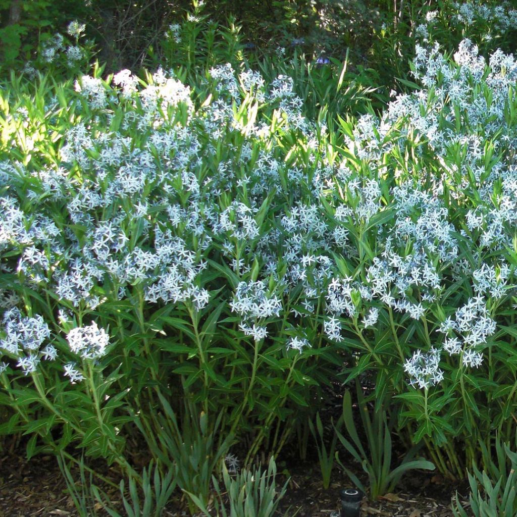 Amsonia ciliata - Amsonie