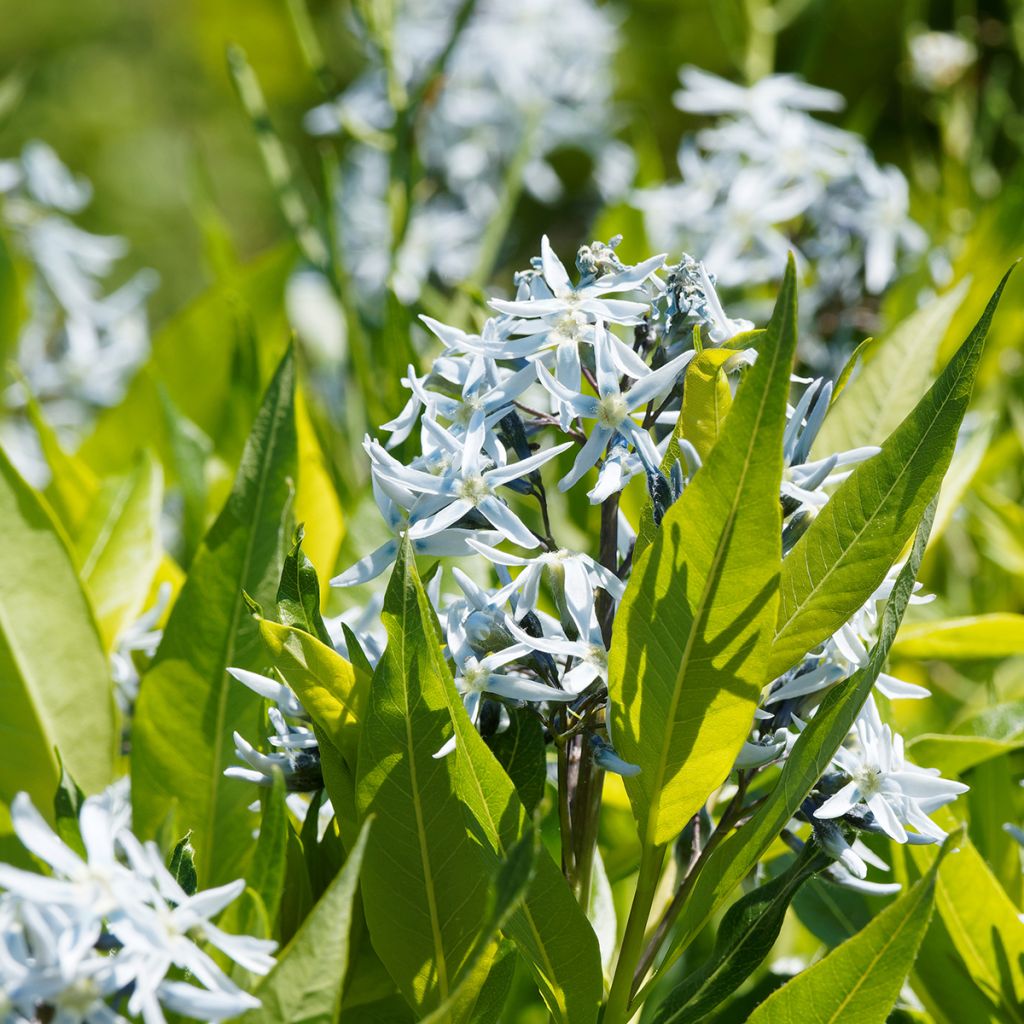 Amsonia ciliata - Amsonie