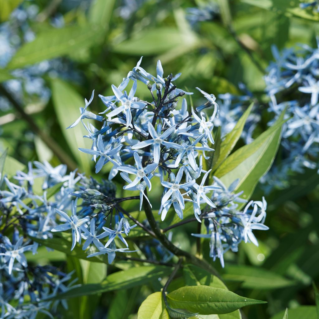 Amsonia ciliata - Amsonie