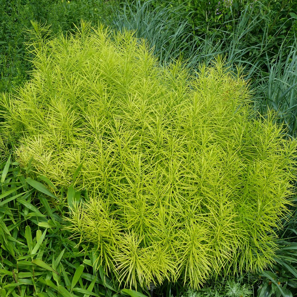 Amsonia hubrichtii - Amsonie