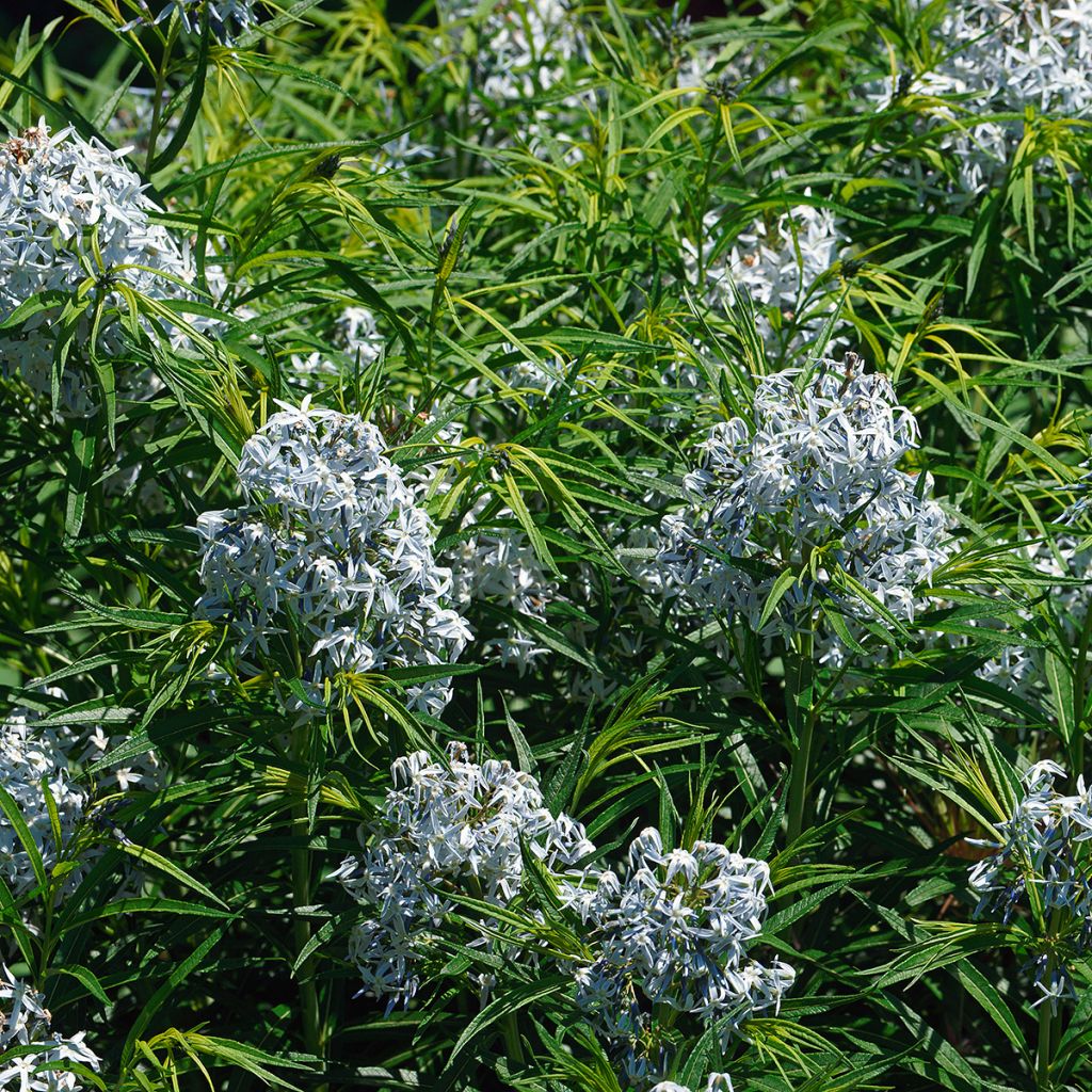 Amsonia hubrichtii - Amsonie