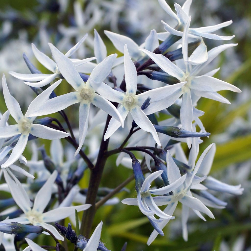 Amsonia hubrichtii - Amsonie