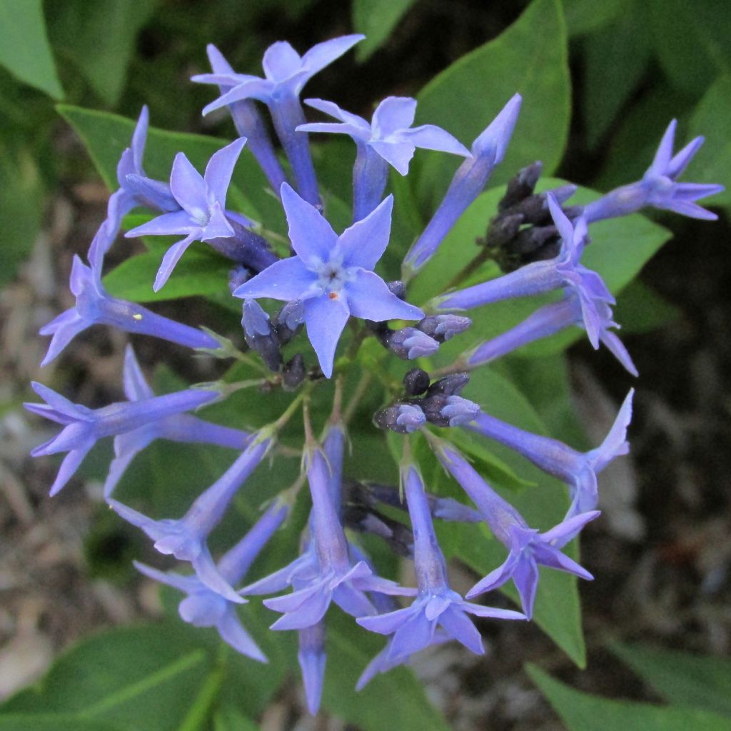 Amsonia Blue Ice - Amsonie