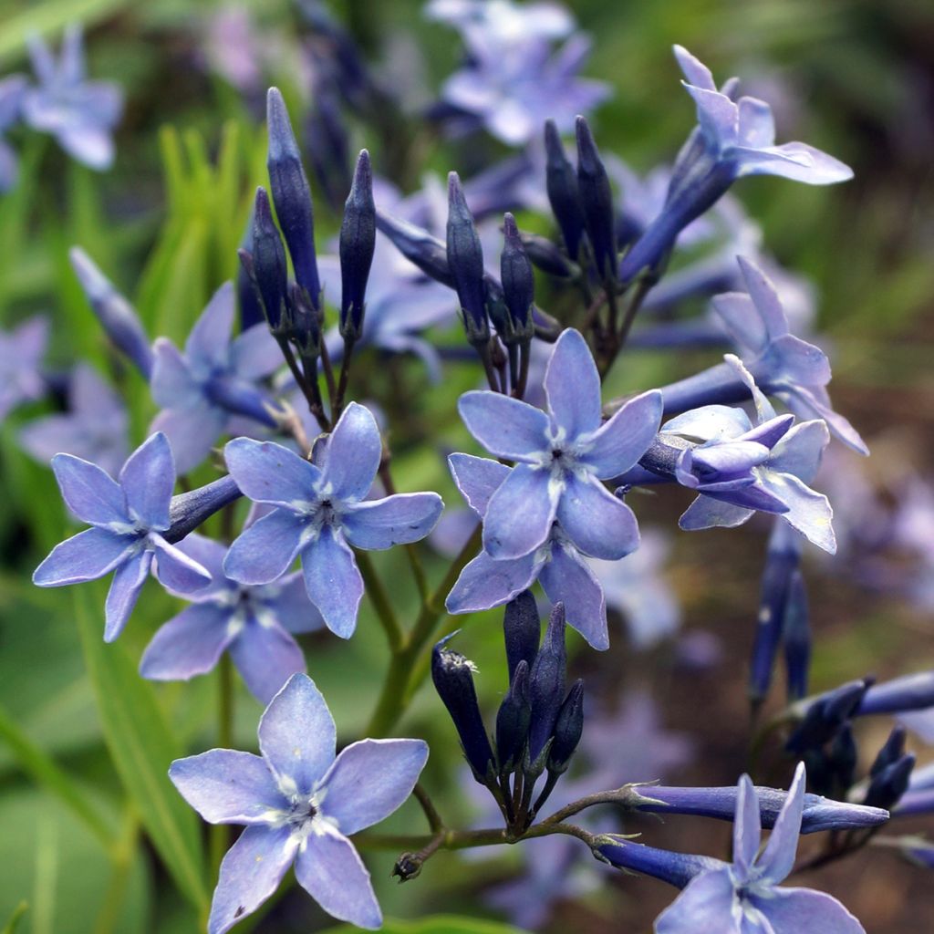 Amsonia Blue Ice - Amsonie