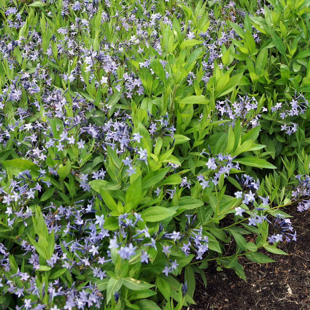 Amsonia Blue Ice - Amsonie