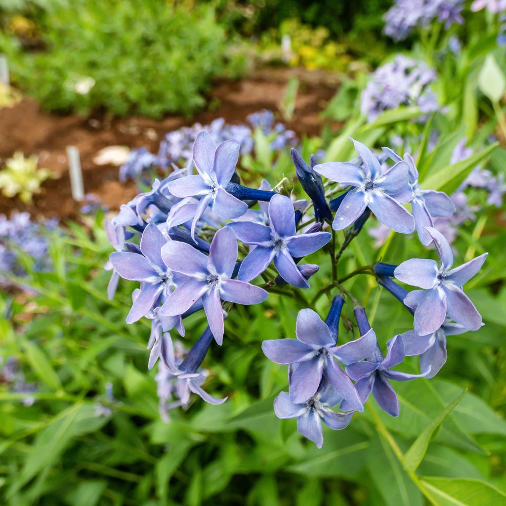 Amsonia Blue Ice - Amsonie