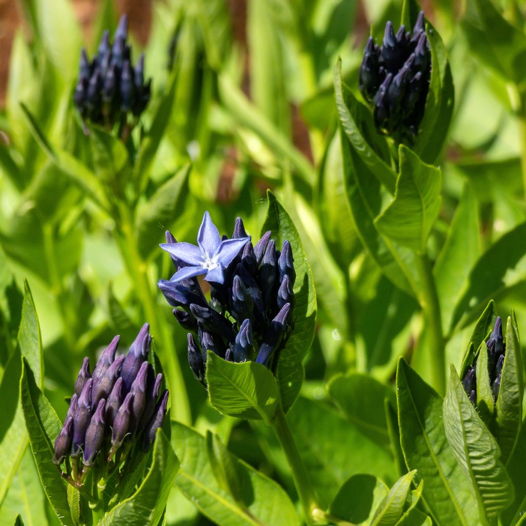 Amsonia Blue Ice - Amsonie