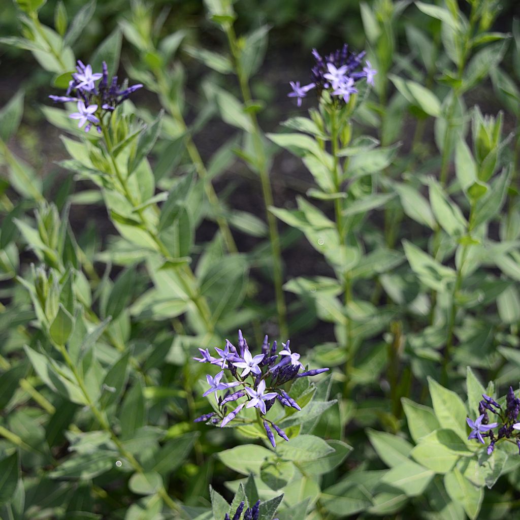 Amsonia orientalis - Amsonie