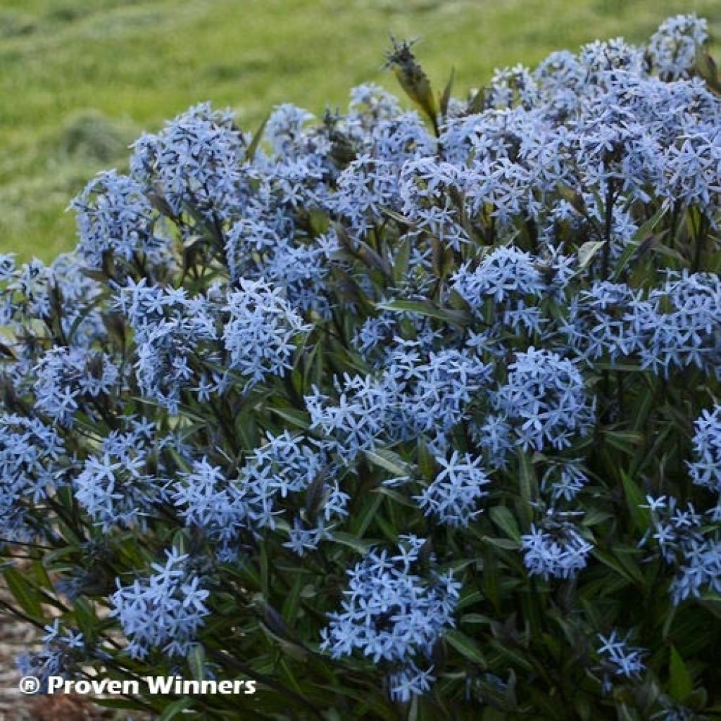 Amsonia tabernaemontana Storm Cloud - Amsonie