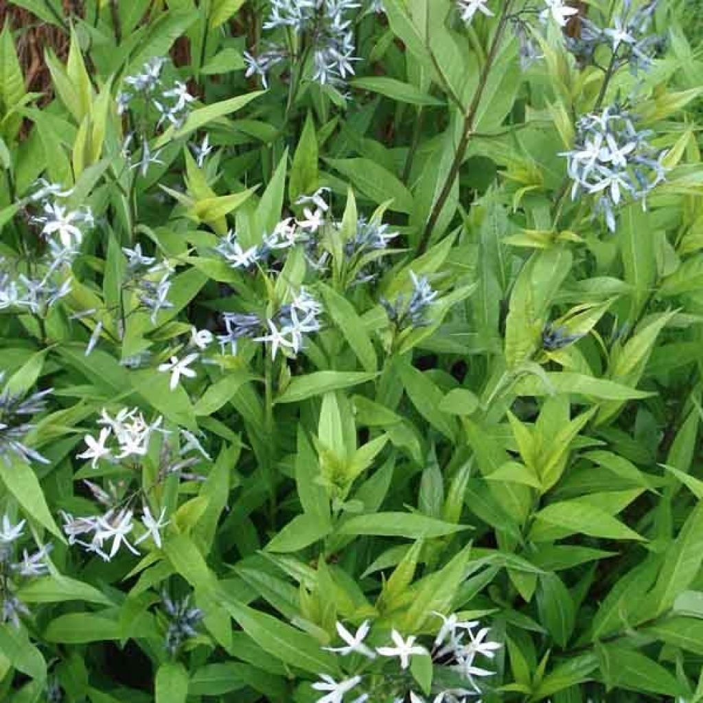 Amsonia tabernaemontana var. salicifolia - Amsonie