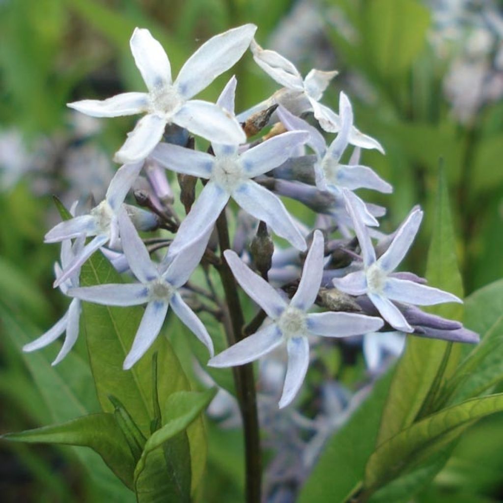 Amsonie bleue - Amsonia tabernaemontana var. salicifolia