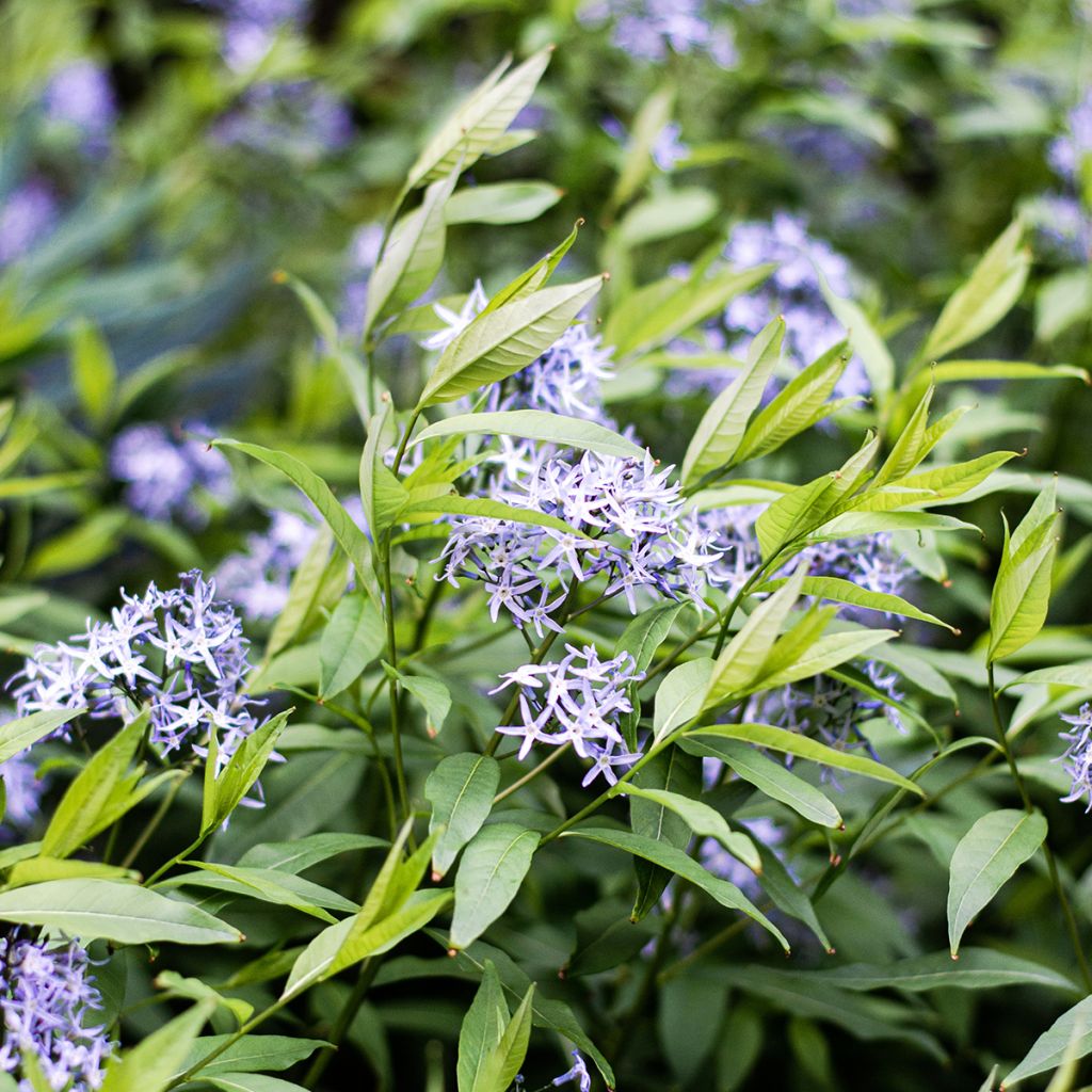 Amsonia tabernaemontana var. salicifolia - Amsonie