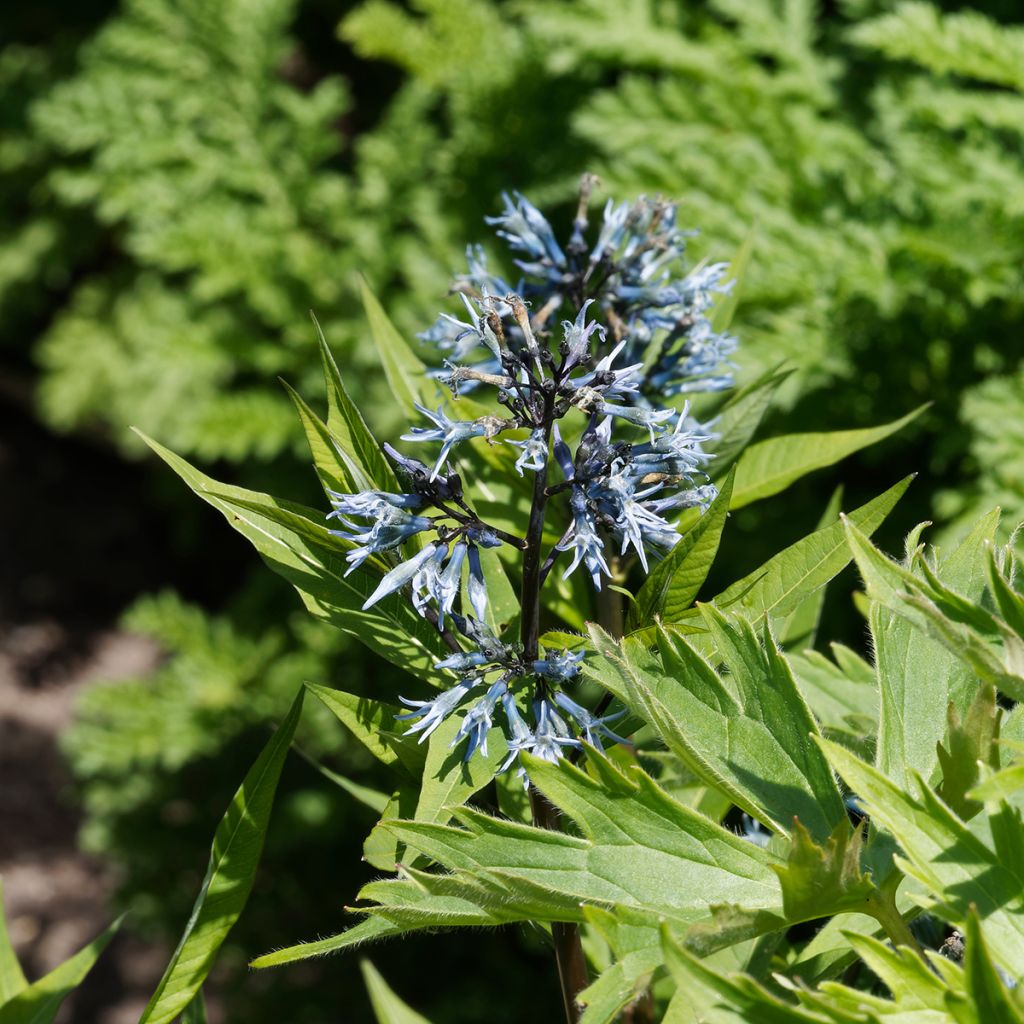 Amsonia tabernaemontana var. salicifolia - Amsonie