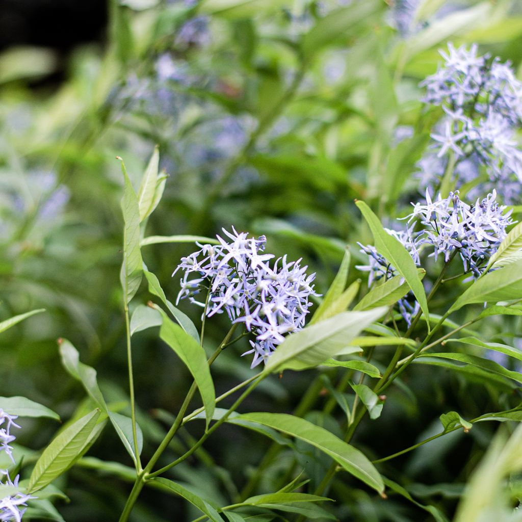 Amsonia tabernaemontana var. salicifolia - Amsonie