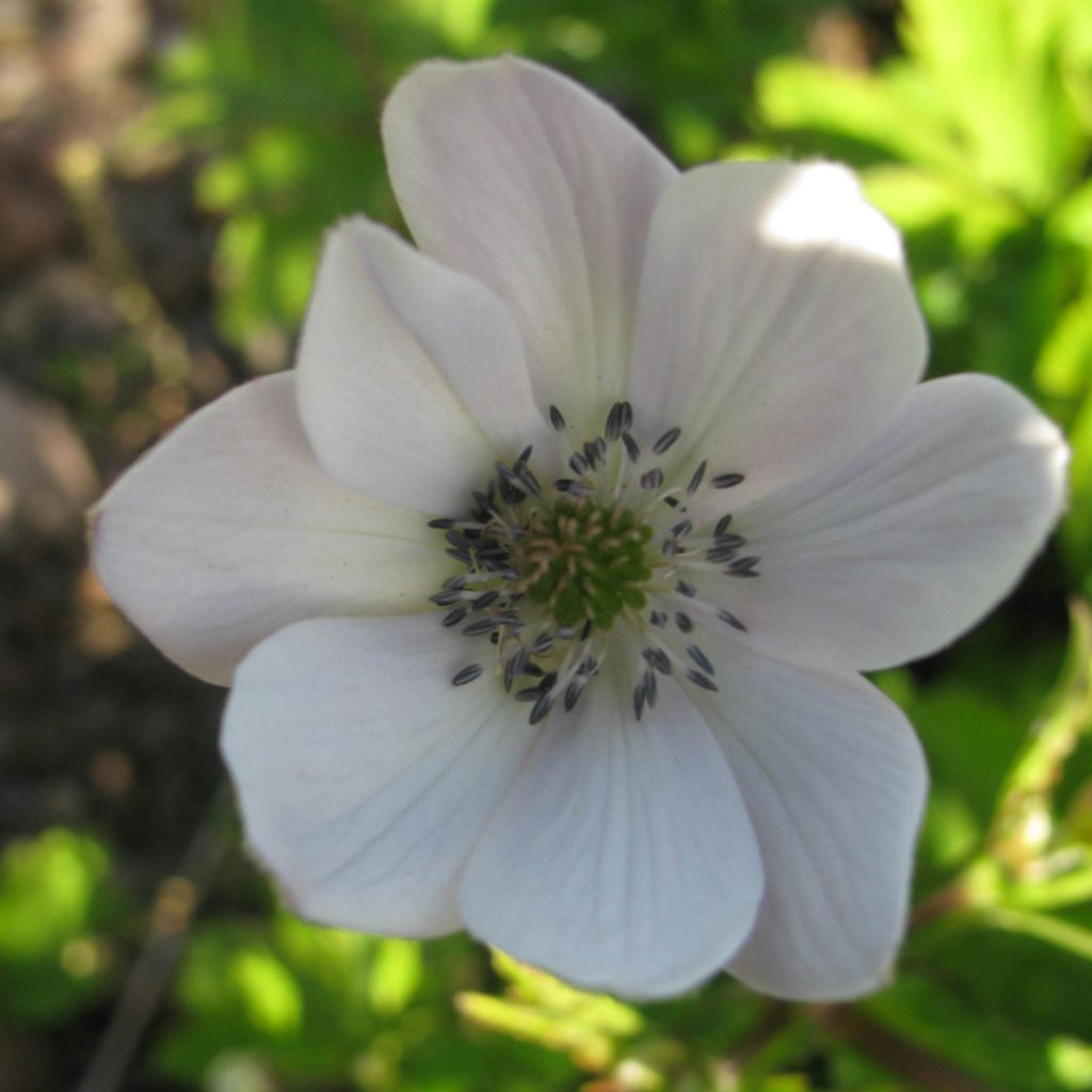 Anemone leveillei - Chinesisches Sommer-Windröschen